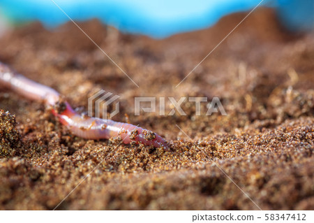 Earthworm on fertile topsoil  58347412
