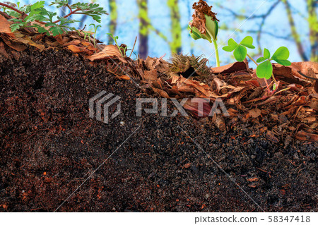 Beech sprout and clover emerging from the topsoil of a cambisol  58347418