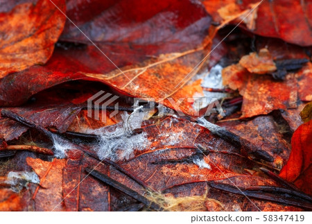 Beautiful red and orange autumn leaves populated by fungi on an autumn day Beautiful red and orange autumn leaves populated by fungi on an autumn day 58347419