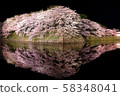Night Hikone Castle light up 58348041