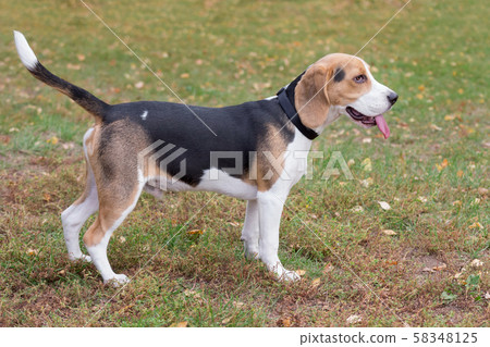 Cute beagle puppy in the autumn park. 58348125