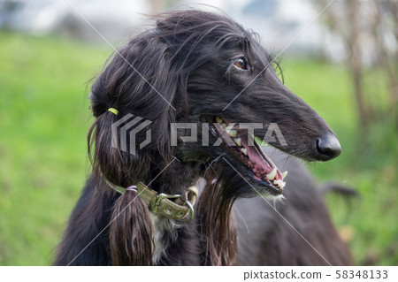 Portrait of cute afghan hound. Eastern greyhound. 58348133