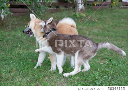 Akita husky hot sale puppy