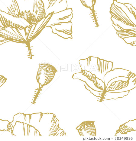 Poppy flowers. Botanical plant illustration. Vintage medicinal herbs sketch set of ink hand drawn 58349856