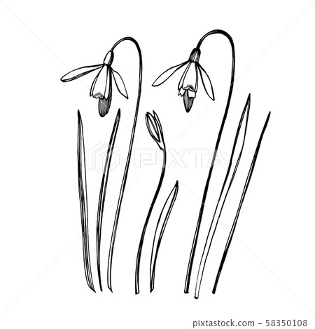 Snowdrop spring flowers. Botanical plant illustration. Vintage medicinal herbs sketch set of ink Snowdrop spring flowers. Botanical plant illustration. Vintage medicinal herbs sketch set of ink 58350108