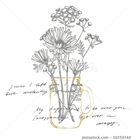 Tansy and Chamomile. Bouquet of hand drawn flowers and herbs. Botanical plant illustration 58350348