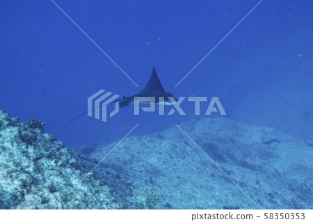 Madaratobiei to be cleaned by Honsomekake Bella 58350353