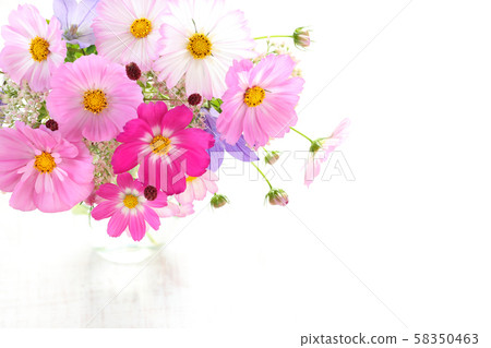 波斯菊切花 波斯菊切花 58350463