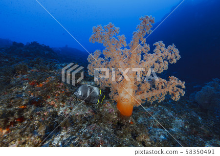 Yusen, a Japanese endemic species that swims in front of Umitosaka 58350491