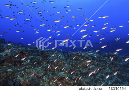 A flock of horned fowl swimming in the blue waters of Ogasawara 58350564