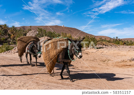 Donkeys with traditional berber bags on the back. Ourzazate, Oasis de Fint, Atlas mountains Donkeys with traditional berber bags on the back. Ourzazate, Oasis de Fint, Atlas mountains 58351157