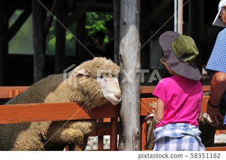 Sheep on the ranch, Gangwon-do, Korea Sheep on the ranch, Gangwon-do, Korea 58351182