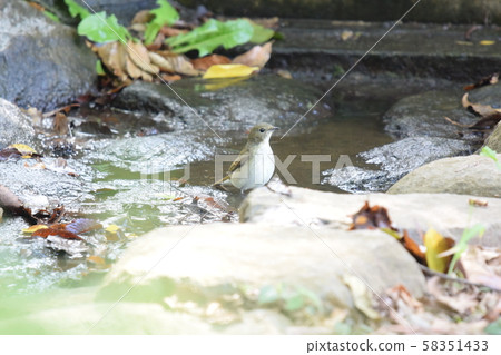Kibitaki female bathing 58351433