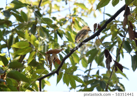 Oorli bitch in the park 58351441