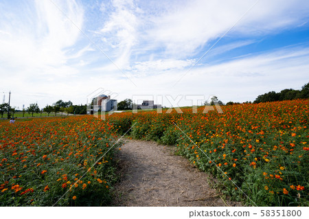 圖庫照片:波斯菊開花花 圖庫照片:波斯菊開花花 58351800
