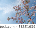 櫻桃分支 58351939