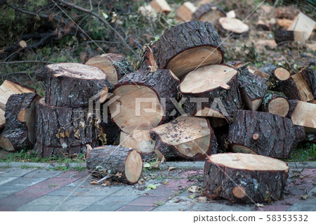 Fallen and sawn tree in the city. Fallen and sawn tree in the city. 58353532