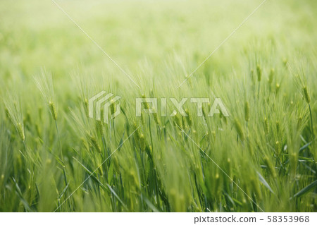 Plants, flowers Plants, flowers 58353968