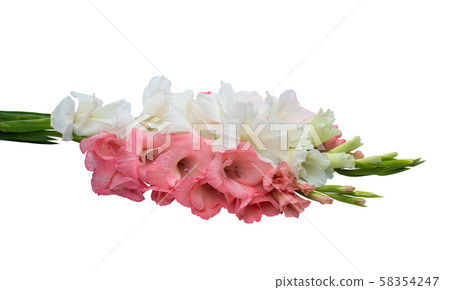gladiolus flowers isolated 58354247