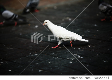 動物 動物 58354541