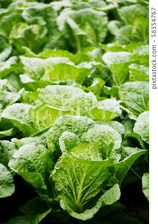 Season, landscape 58354767