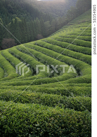 Season, landscape Season, landscape 58354905