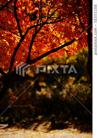 植物，花朵 58355108
