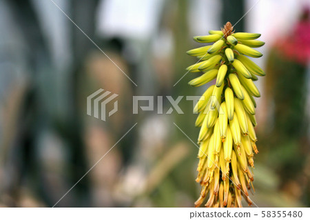 Plants, flowers Plants, flowers 58355480