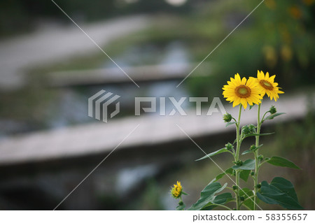 植物,花朵 植物,花朵 58355657