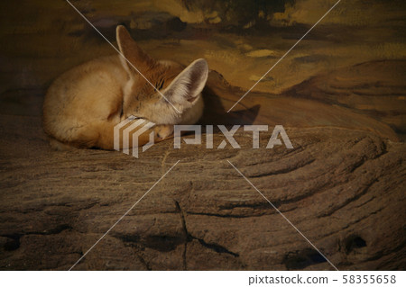 動物 動物 58355658