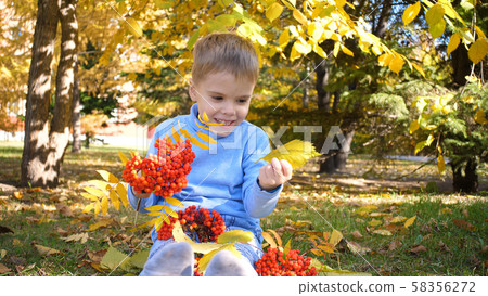 A child in the autumn Park plays and laughs merrily, he plays with yellow leaves and Rowan berries A child in the autumn Park plays and laughs merrily, he plays with yellow leaves and Rowan berries 58356272