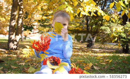 A child in the autumn Park plays and laughs merrily, he plays with yellow leaves and Rowan berries A child in the autumn Park plays and laughs merrily, he plays with yellow leaves and Rowan berries 58356273