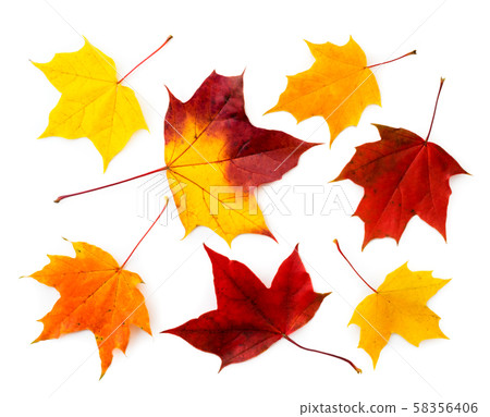 Set of autumn leaves on a white.The view of the Set of autumn leaves on a white.The view of the 58356406