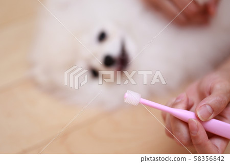 Pomeranian toothpaste (monkey period dog dog canine organism animal pedigree puppy child white white child) 58356842