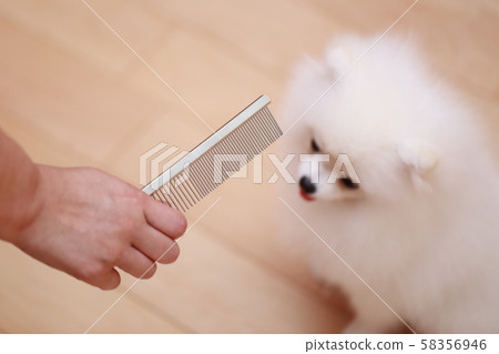 Brushing (monkey period dog dog canine creature pedigree puppy child white white child pomeranian) 58356946