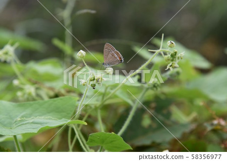 Arechiuri Arechiuri 58356977