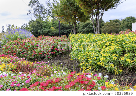 Umami Hillside Park Autumn 58356989