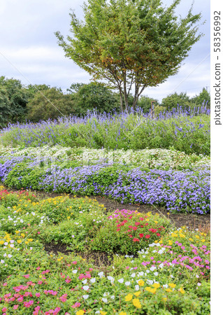鮮味山坡公園秋天 鮮味山坡公園秋天 58356992