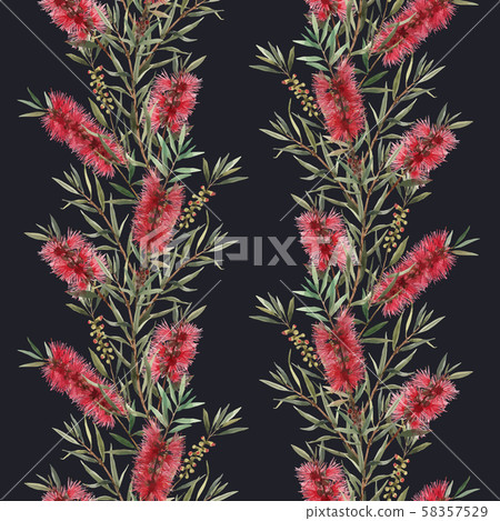 Watercolor australian callistemon seamless pattern Watercolor australian callistemon seamless pattern 58357529