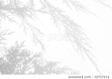 gray shadow of juniper needles on a white wall gray shadow of juniper needles on a white wall 58357818