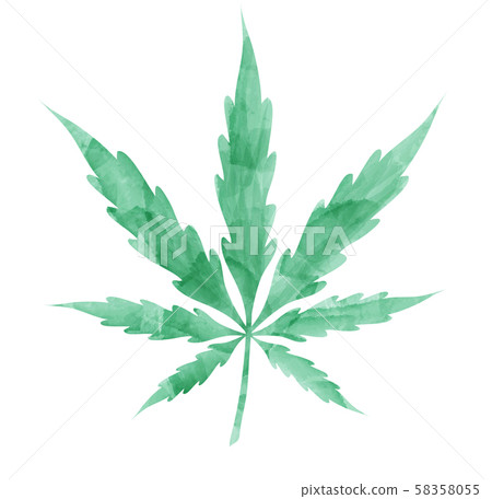 watercolor Marijuana leaf isolated on white 58358055