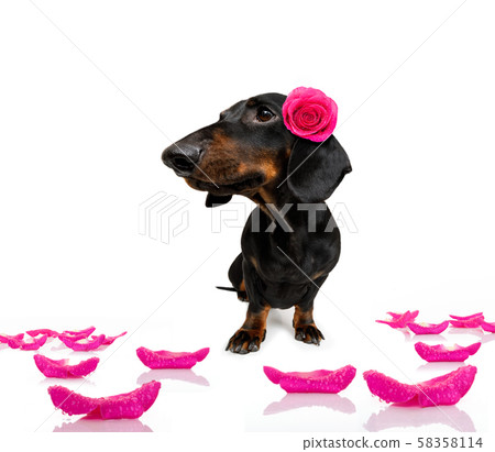 valentines love sick dog 58358114