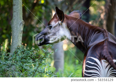 橫濱動物園動物園附近的霍加披 58358129