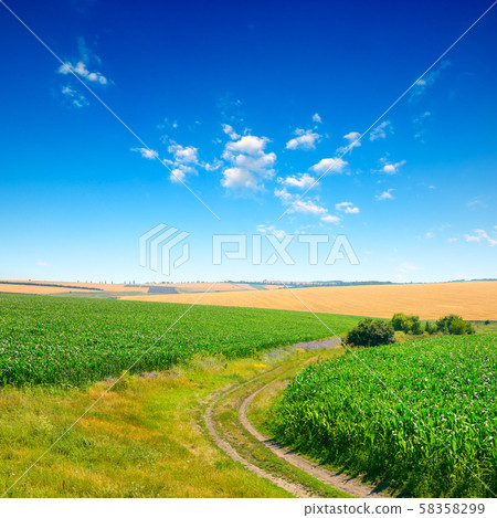 Blue sky over corn field 58358299