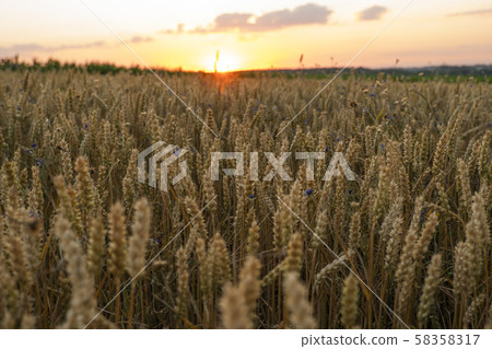 Wheat field. Golden ears of wheat on the field. Background of ripening ears of meadow wheat field Wheat field. Golden ears of wheat on the field. Background of ripening ears of meadow wheat field 58358317