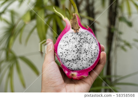Male hand holding a dragon fruit with a palm tree on a background. Slice of white dragon fruit or Male hand holding a dragon fruit with a palm tree on a background. Slice of white dragon fruit or 58358508