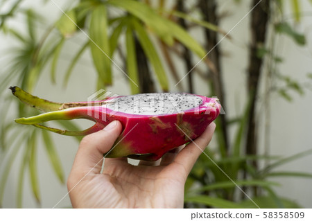 Male hand holding a dragon fruit with a palm tree on a background. Slice of white dragon fruit or 58358509