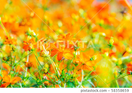 Kibana Cosmos National Alps Azumino Park [Nagano Prefecture] 58358659
