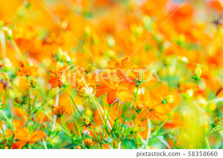 Kibana Cosmos National Alps Azumino Park [Nagano Prefecture] 58358660