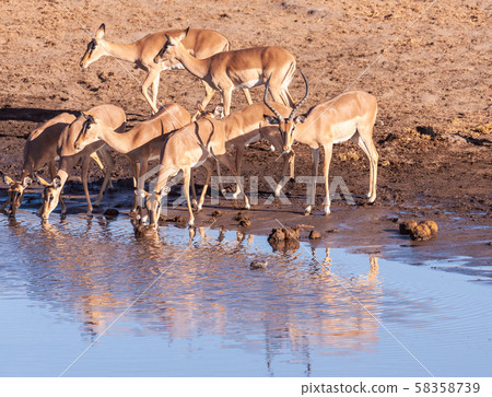 Impalas drinking from a waterhole 58358739
